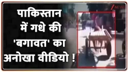 Pakistan Viral Donkey : पाकिस्तान में गधे की 'बगावत' का अनोखा वीडियो | Badi Khabar | Breaking |