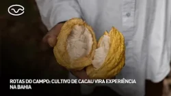 "Country Routes": Cocoa farming becomes an experience in Bahia