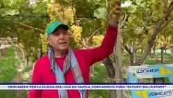 CRISIS HITS THE TABLE GRAPE INDUSTRY TOO, CONFAGRICOLTURA FOCUSES ON EXPORTS