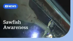 How a sawfish is helping raise awareness about threatened species in the territory | ABC NEWS