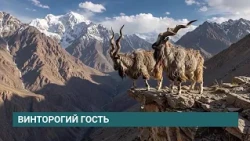 Винторогий козёл поселился в Иркутском зоосаде