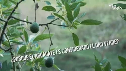 Why is avocado considered green gold? - TvAgro by Juan Gonzalo Angel