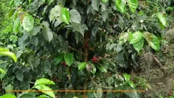 Andes Coffee Growers Cooperative Announces Economic Recovery