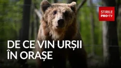 Why current measures fail to keep bears away from people