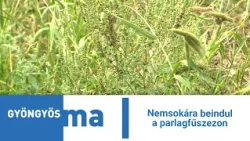 Nemsokára beindul a parlagfűszezon