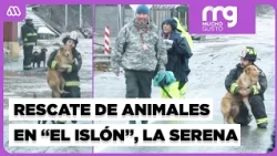 Bomberos rescatan perritos tras el grave temporal en El Islón | Mucho Gusto