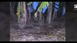 Video viral de un presunto "pombero" en una plantación de banana genera debate en redes sociales