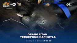 Orang Utan Terkepung Karhutla