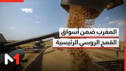 Russian wheat 08/11/26
