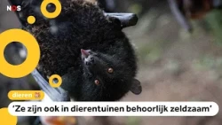 This endangered fruit bat is coming to the Netherlands