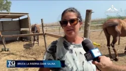TG Sicilia August 31, 2026 - 1:30 PM