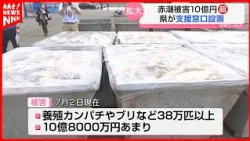 [Damage Spreading] Red Tide in Yatsushiro Sea Causes Over 1 Billion Yen in Losses; Prefecture Set...