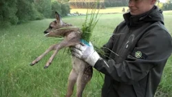 Záchrana srnčat pomocí dronu