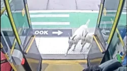 Pasajeros inesperados: 2 cabras sorprenden al subir a un autobús