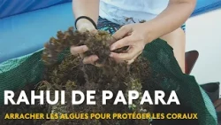 Seaweed cleanup to restore the Papara rahui