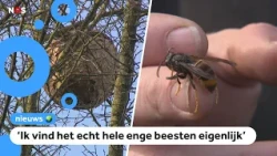 Asian hornets continue to cause problems