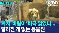 [Special Report ①] Have We Forgotten the Tragedy of 'Baram' the Lion?… Zoos That Haven't Changed ...