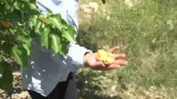 Արագածավանում հակակարկտային կայանները անզոր են եղել