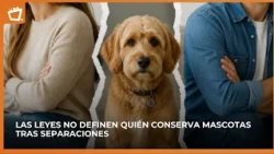 When love ends, who gets the pet?