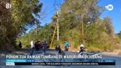 HAZARDOUS OLD TREE IN WARURUMA FELLED