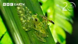 Super Dad Glass Frog Defends His Eggs From Wasps | 20 Years of Planet Earth II | BBC Earth