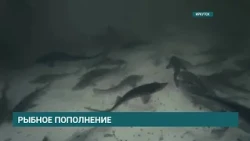 750,000 fry of valuable fish species released into the Belaya River in the Usolsky District