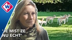 Hertenkamp vrijwel leeg na overlijden vijf herten