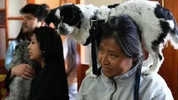 Des chiens reçoivent une bénédiction à l'eau bénite lors d'une cérémonie en Bolivie