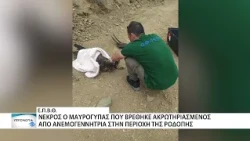 Νεκρός ο ακρωτηριασμένος Μαυρόγυπας από πρόσκρουση σε ανεμογεννήτρια
