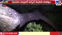 Cyclone Arnab Hits Eluru : ఏలూరు జిల్లాలో అర్నబ్ తుఫాన్ బీభత్సం.. ఈదురుగాలులకు విరిగిపడ్డ చెట్లు-TV9