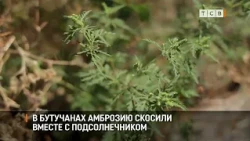 В Бутучанах амброзию скосили вместе с подсолнечником