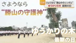Goodbye to Katsuyama Junior High's Symbol: The Eucalyptus Tree