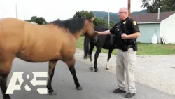 Live PD: Greatest Shifts — Deputies Become Horse Wranglers | A&E