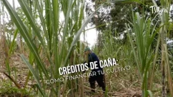 Sugarcane Loans: How to Finance Your Crop - TvAgro by Juan Gonzalo Angel