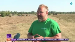 Eliksir iz Zasavice - magareće mleko kao lek i sirovina za najskuplji sir na svetu