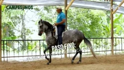 Paso Fino: The Secret to Champion Genetics - TvAgro by Juan Gonzalo Angel