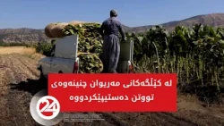 لە کێڵگەکانی مەریوان چنینەوەی تووتن دەستیپێکردووە