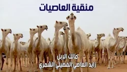 منقية العاصيات | مالك الإبل رجل الأعمال / زايد العاصي الفضيلي الشمري