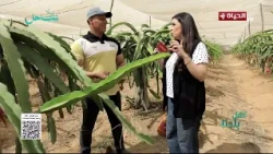 أهل بلدنا - تعرف على خطوات زراعة الدراجون فروت خطوة بخطوة