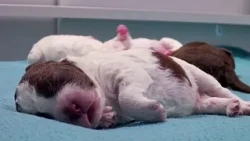 Finland's puppy livestream grips millions worldwide