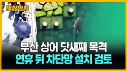 부산에서 닷새째 목격된 상어…"연휴 뒤 차단망 설치 검토" [세상만사] #부산 #상어 #차단망설치검토 #국립수산과학원