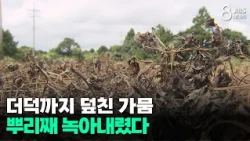 Drought hits deodeok crops...roots rotting away/JIBS/Jeju/08.13.2026