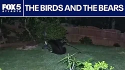 Bear gets physical with a backyard bird feeder | FOX 5 News