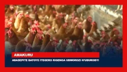 Abadepite batoye itegeko rigenga ubworozi n'uburobyi || Rije gukemura ibihe bibazo?