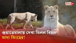 গুয়াতেমালায় দেখা মিলল বিরল সাদা সিংহের! Bijoy TV
