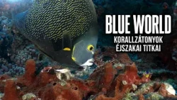 Korallzátonyok éjszakai ívása és Sea Hunt örökség