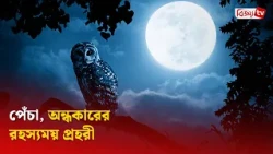পেঁচা, অন্ধকারের রহস্যময় প্রহরী । Bijoy TV