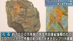 Replica of New Genus and Species Brittle Star Fossil on Display at Wakayama Prefectural Museum of...