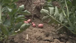 Új fajták is bemutatkoztak az Országos Burgonya Fajtabemutatón