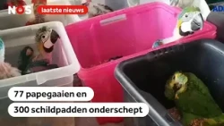 Italiaanse politie onderschept tientallen gesmokkelde papegaaien en schildpadjes